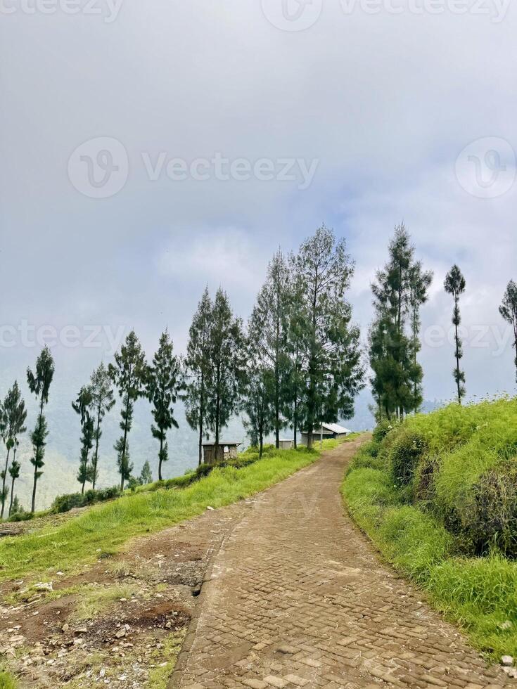 Scenic Path with Pine Trees and Cloudy Sky. Brakseng Cangar Batu. photo