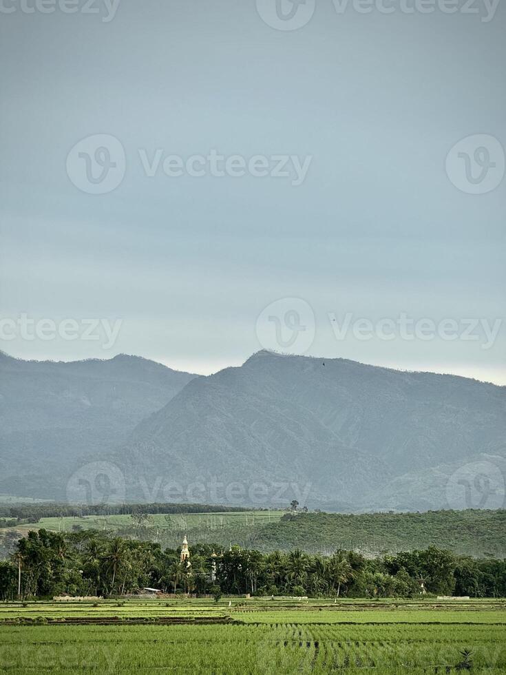 Serene Landscape with Rice Fields and Mountains. Argopuro Mountain, Indonesia photo