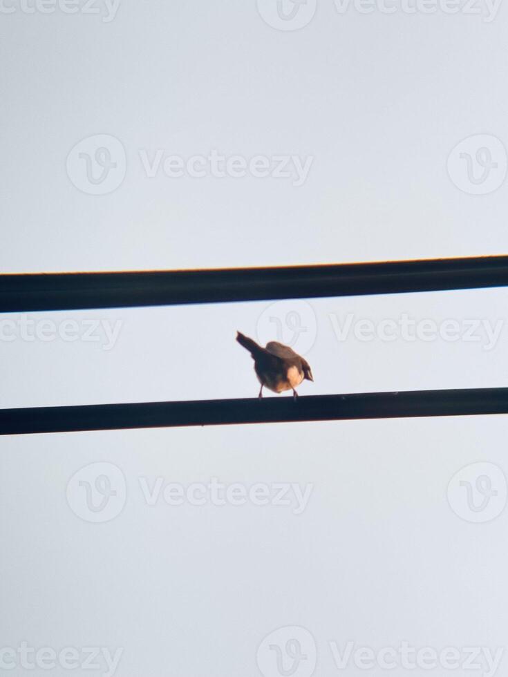 Artistic Minimalist Bird on Power Lines with Soft Gradient Sky at Golden Hour photo