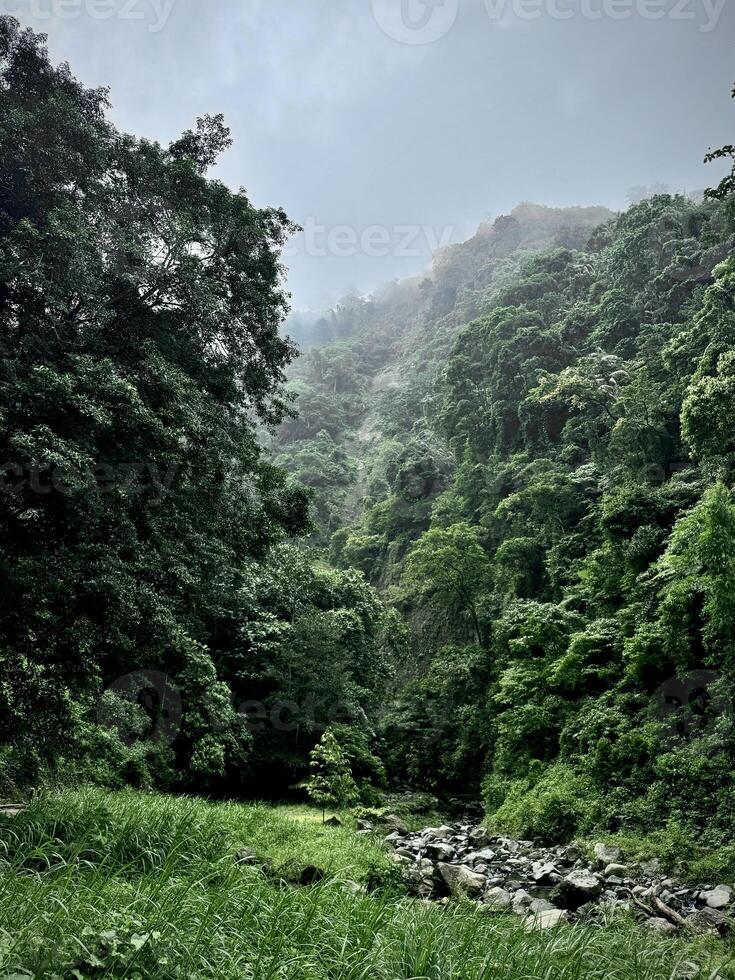 Misty Green Valley Surrounded by Mountains. Madakaripura Waterfall Probolinggo photo