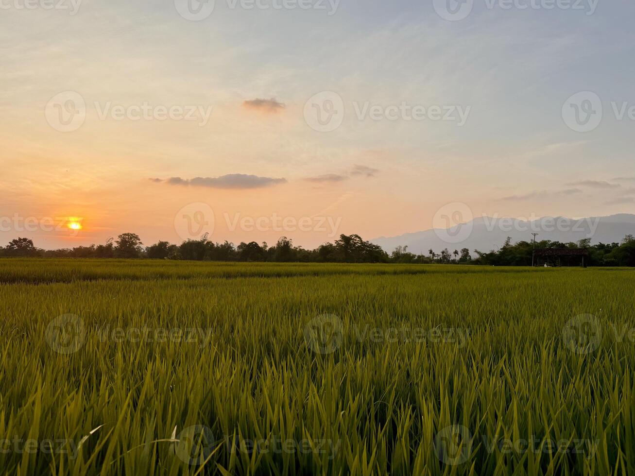 Serene orange Sunset Over Rice Fields and distant mountain photo