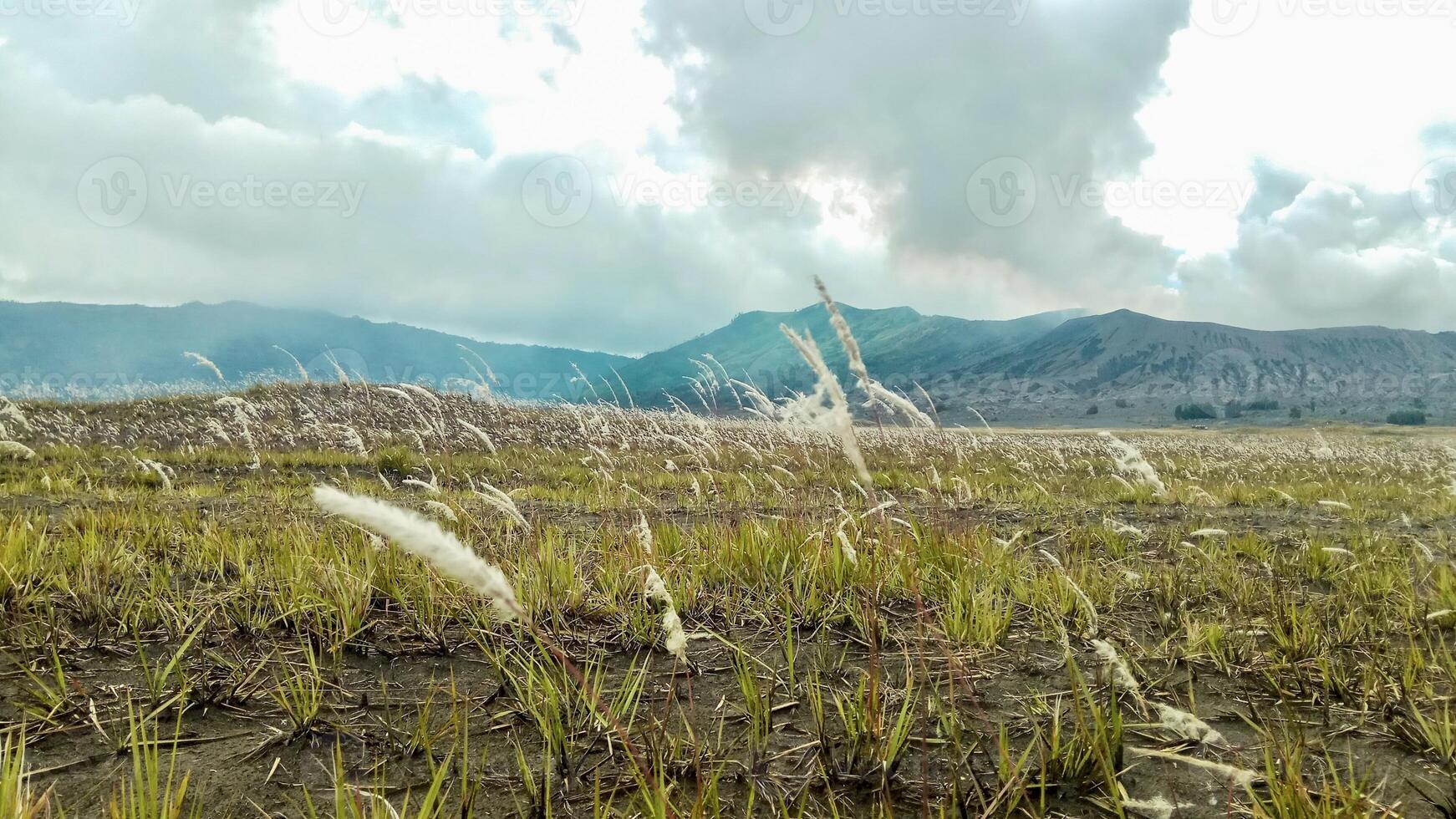 Serene Grassy Field with Mountains and Cloudy Sky. Bromo Savannah photo