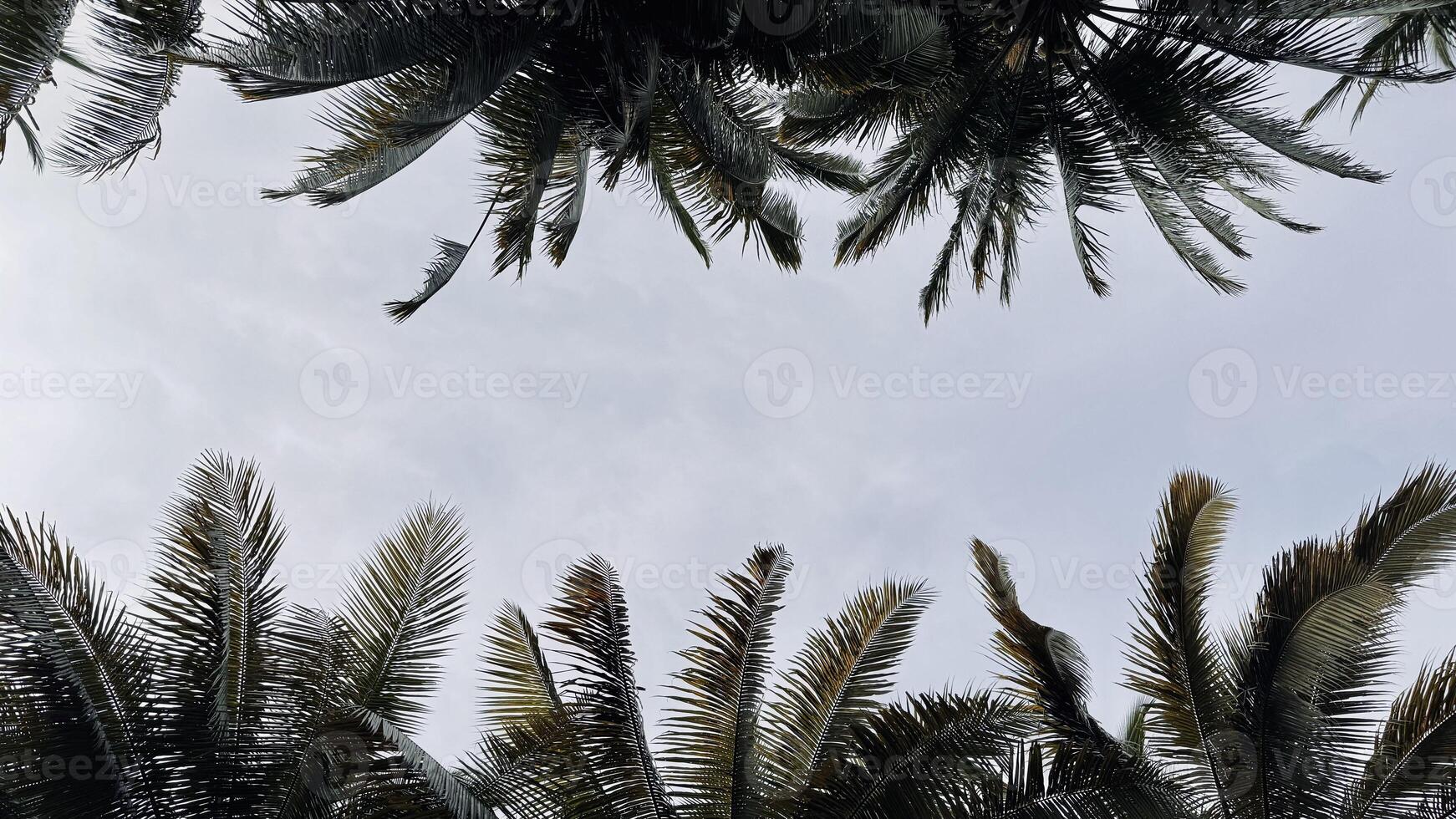 Palm Trees Framing a Cloudy Sky. Tree Canopy Background photo