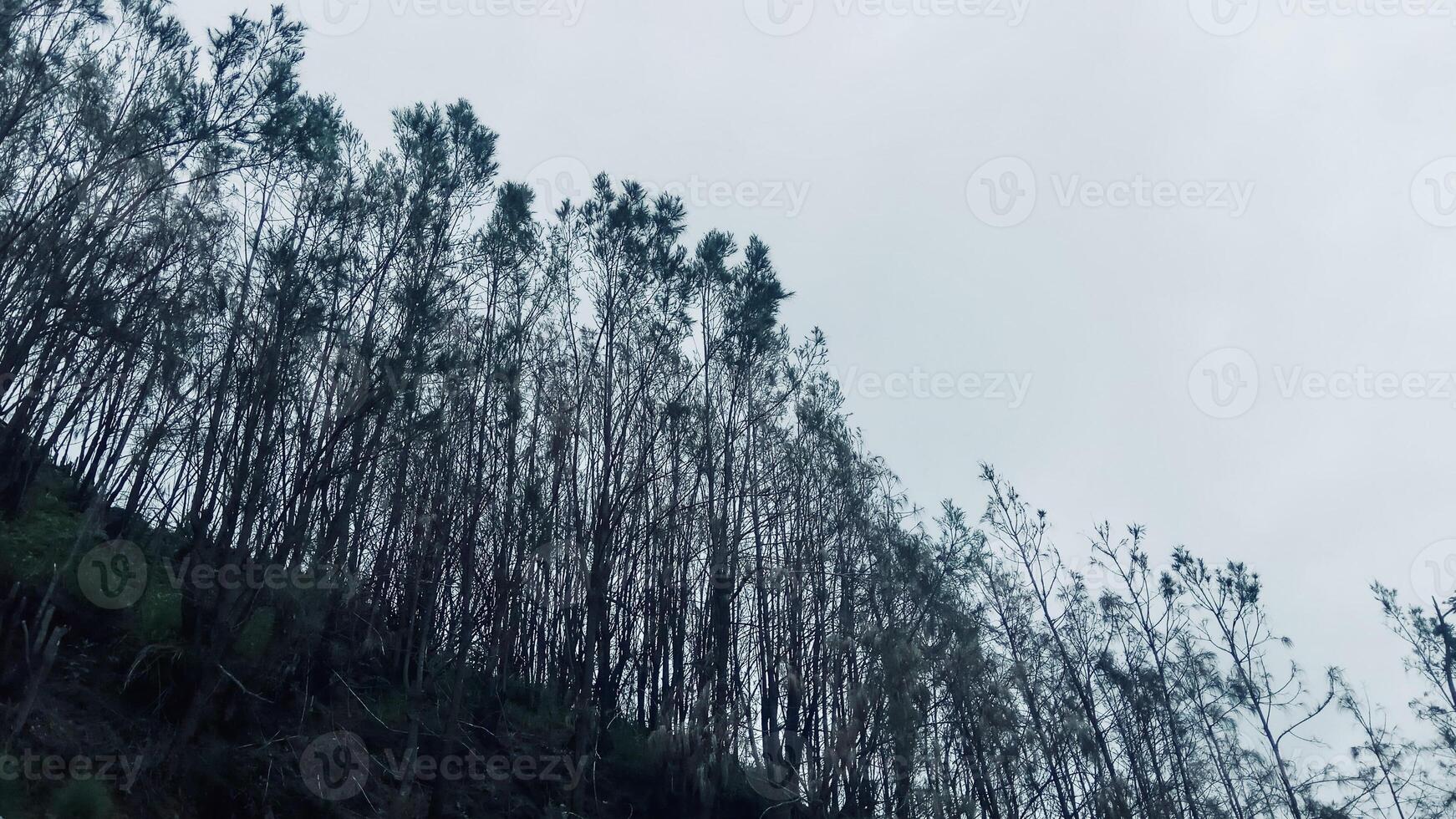Silhouetted Trees Against Cloudy Sky. . Seruni Point View Probolinggo. photo