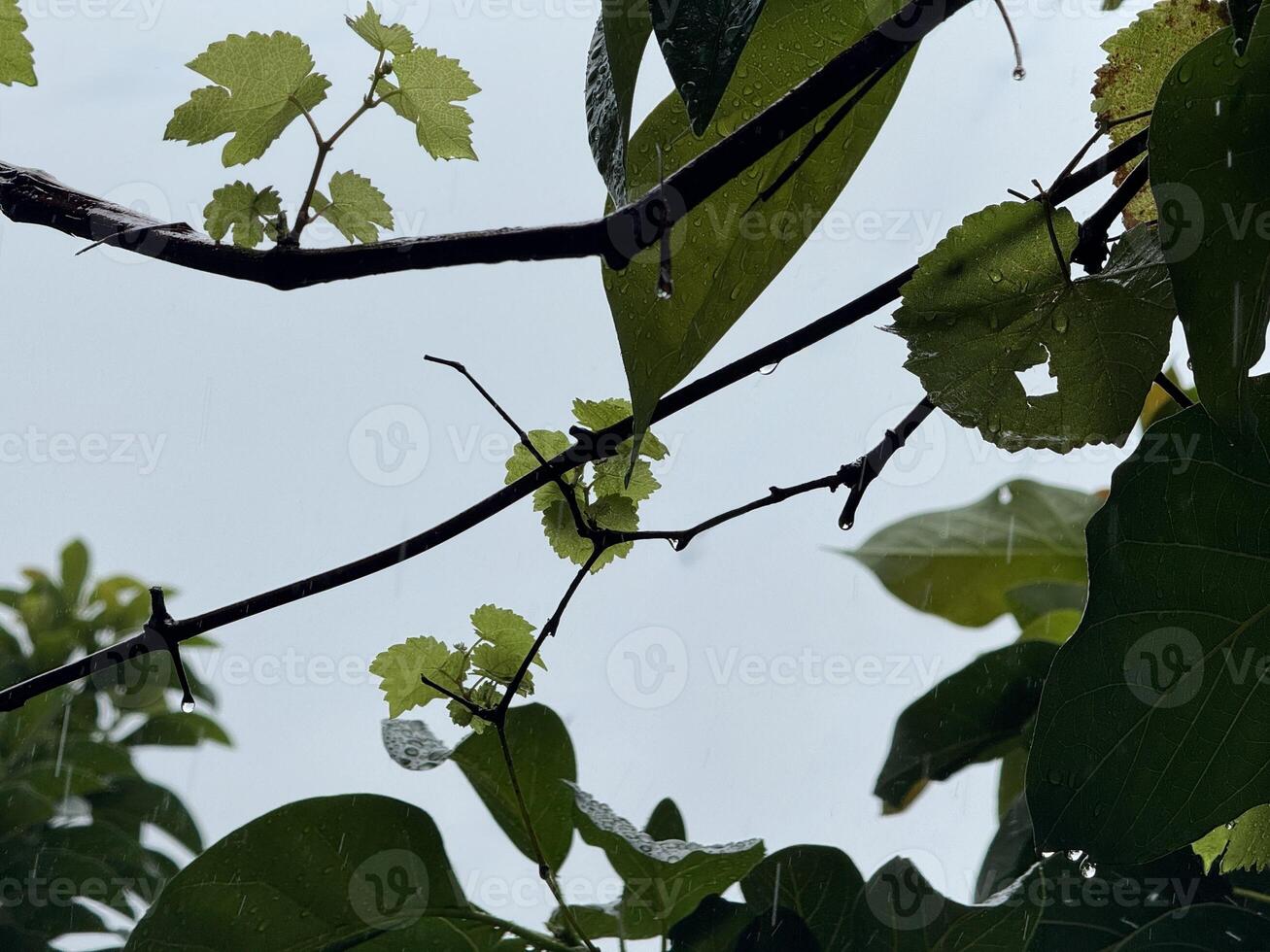 Raindrops on Grape Leaves Against Cloudy Sky photo
