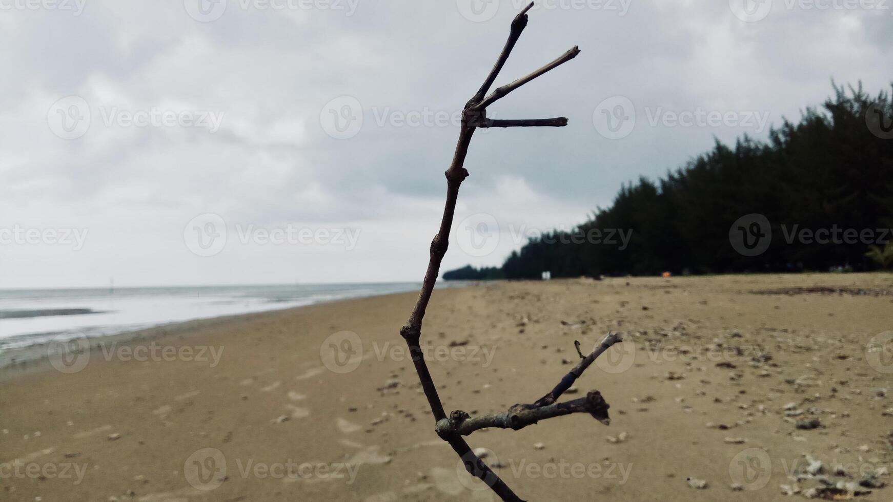 Solitary Twig on a Cloudy Beach photo