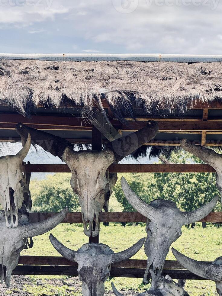 Rustic Display of Animal Skulls on Wooden Structure. Baluran National Park photo