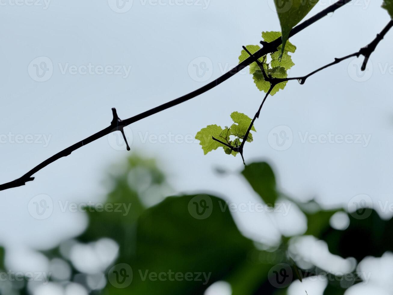 Vine Branch with Young Green Leaves of grape photo