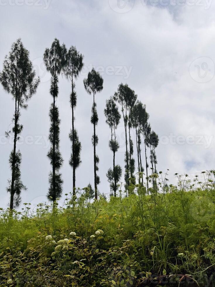 Tall Trees Against Cloudy Sky on Lush Hillside. Brakseng Cangar Batu. photo
