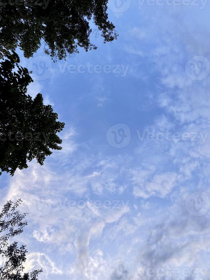 Serene Sky with Lush Tree Framing. Tree Canopy photo