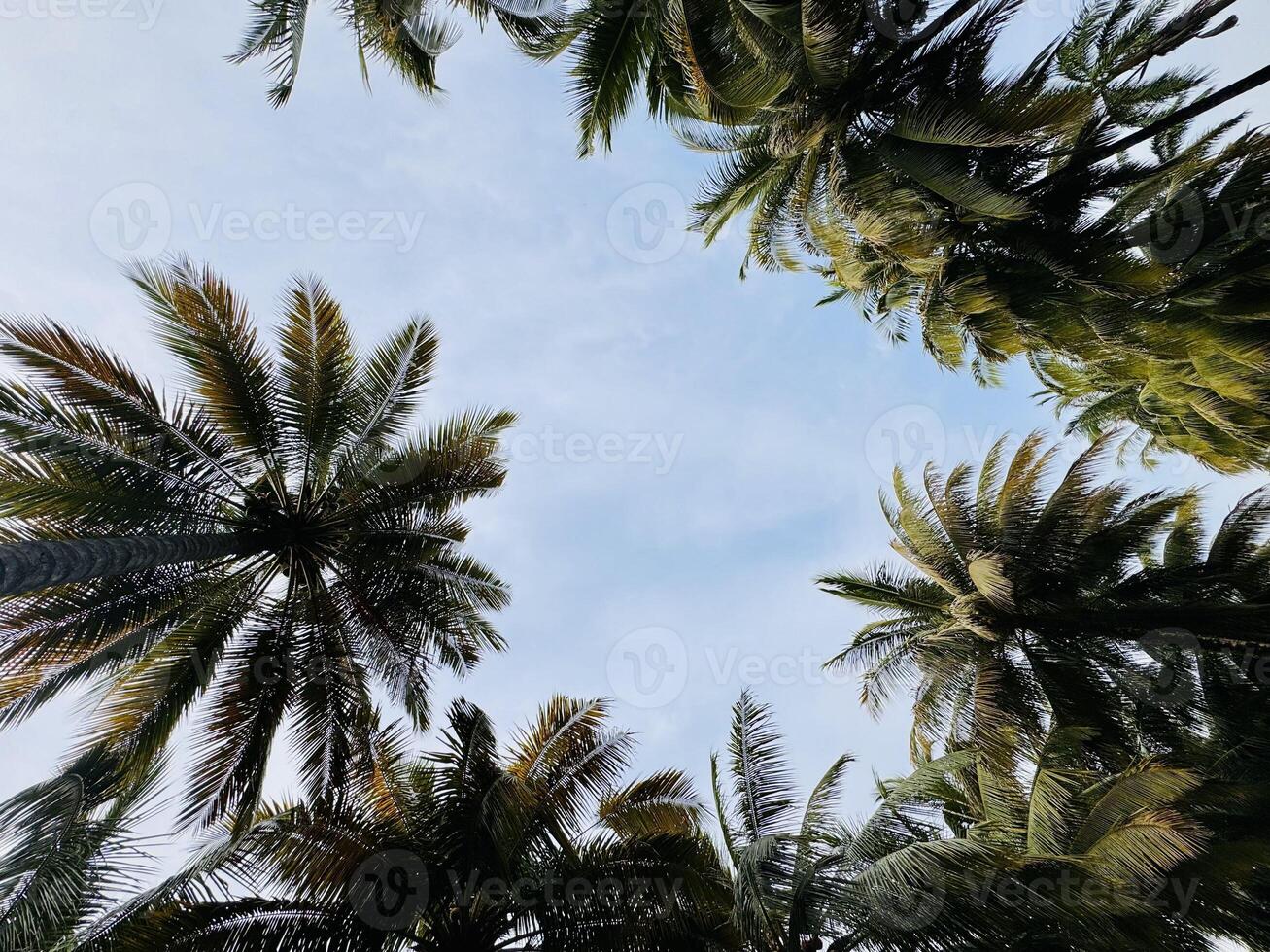 Palm Trees Against Blue Sky. Tree Canopy Background photo