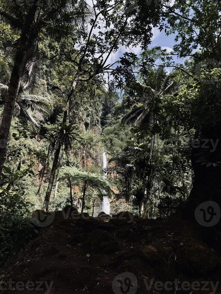 Serene Waterfall in Lush Forest. Kapas Biru Waterfall Lumajang photo