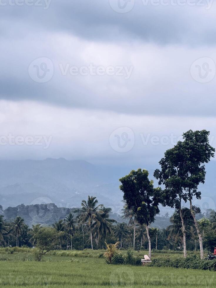 Serene Landscape with Green Fields and Palm Trees photo
