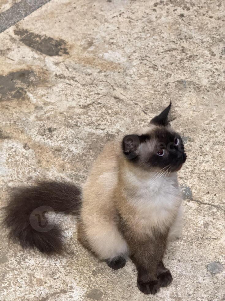 Siamese Cat Sitting on Textured Surface photo