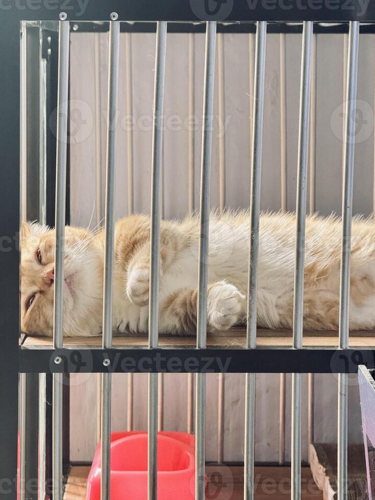 Fluffy Orange Cat Relaxing in a Cage photo