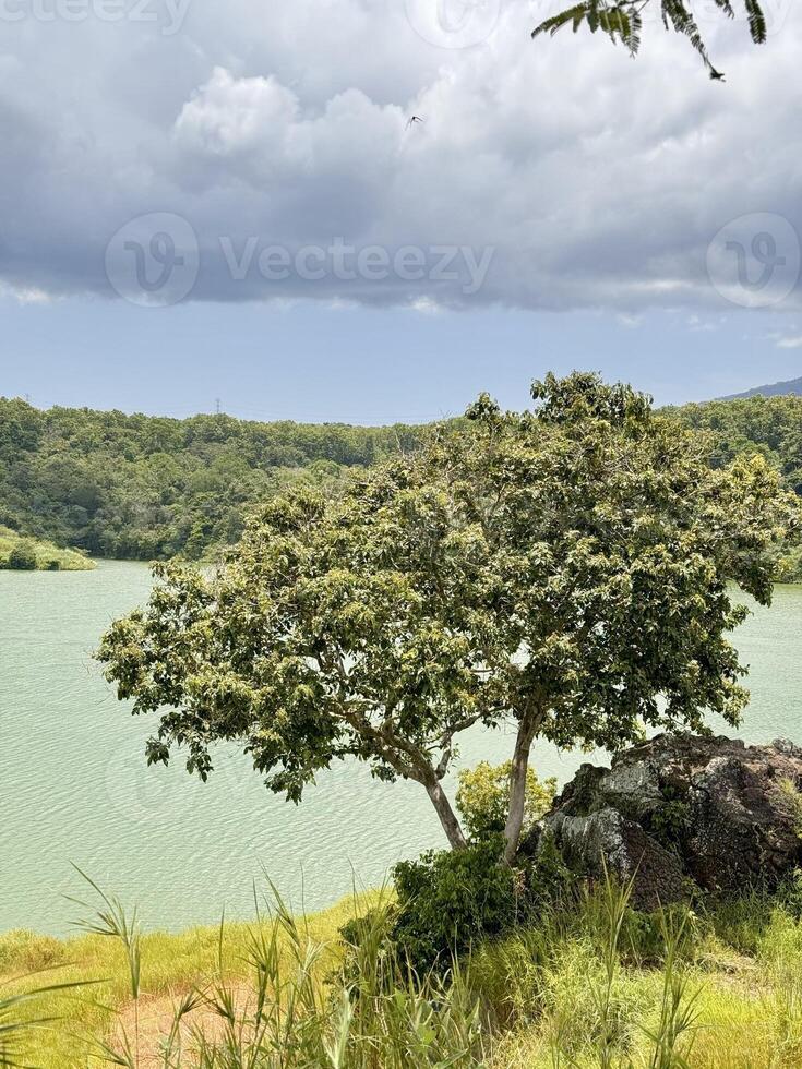Serene Tree by the Lake Under Cloudy Sky. Bajulmati Dam Situbondo photo