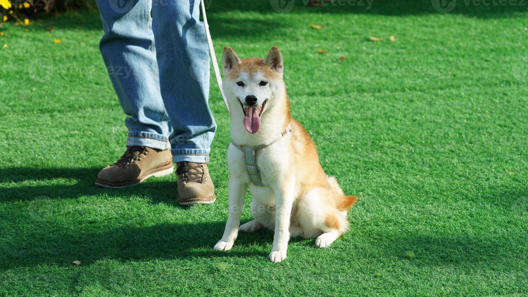 One adorable dog standing photo