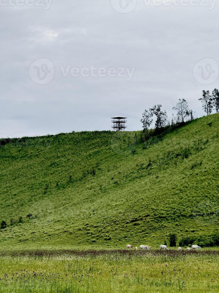 Grassy Hill with Observation Tower and Grazing Cattle. Kawah Wurung Ijen Geopark, Indonesia photo