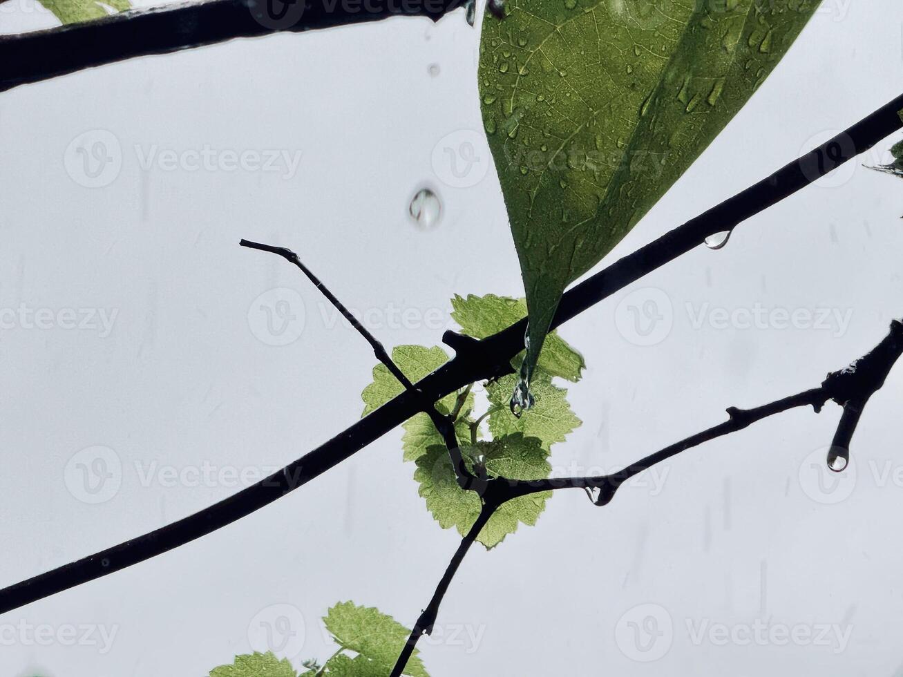 Raindrops on Leaves of grape and Branches photo