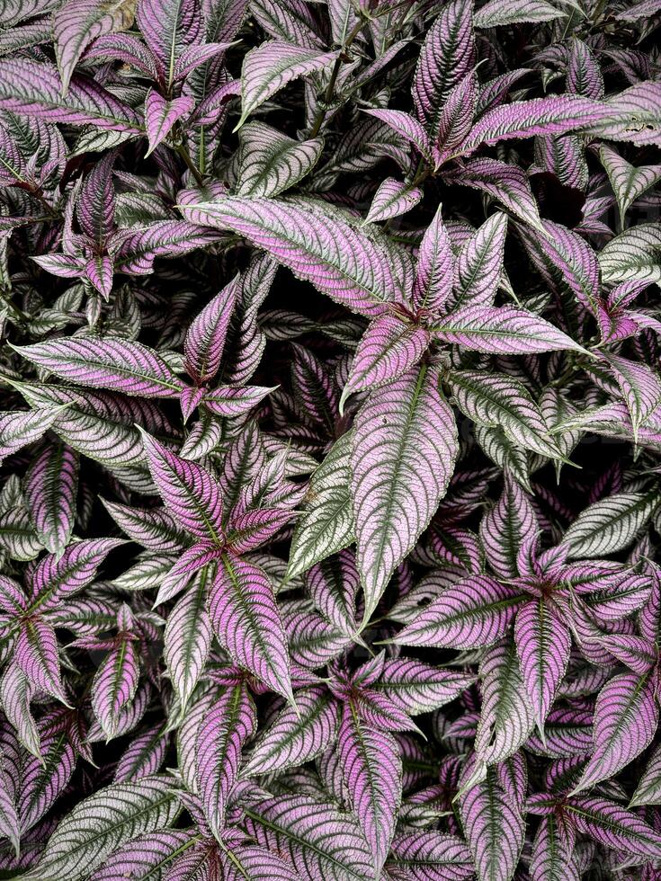 Vibrant Multicolored Leaves in Close-Up photo