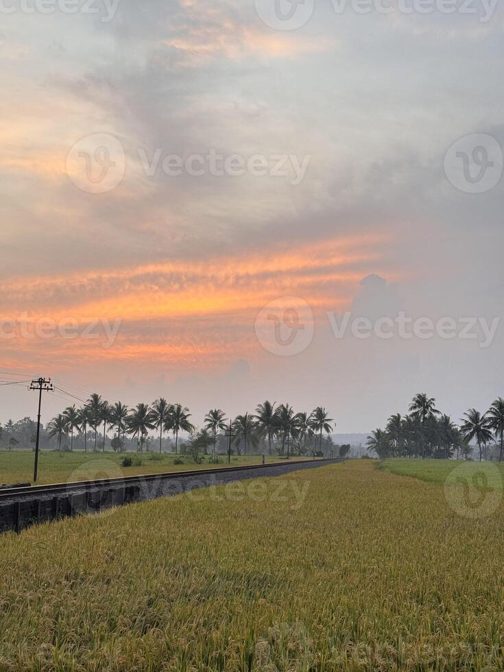 Expansive Rice Fields with Coconut Trees and Railway Tracks at Dusk photo