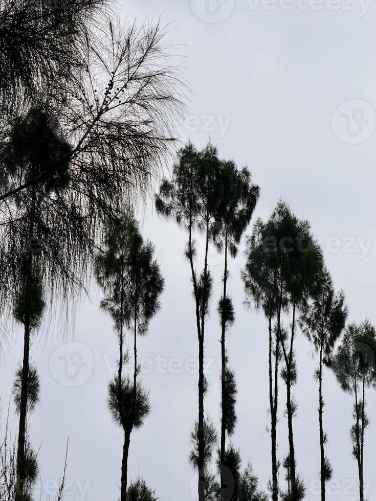 Silhouetted Trees Against Cloudy Sky. Brakseng Cangar Batu. photo