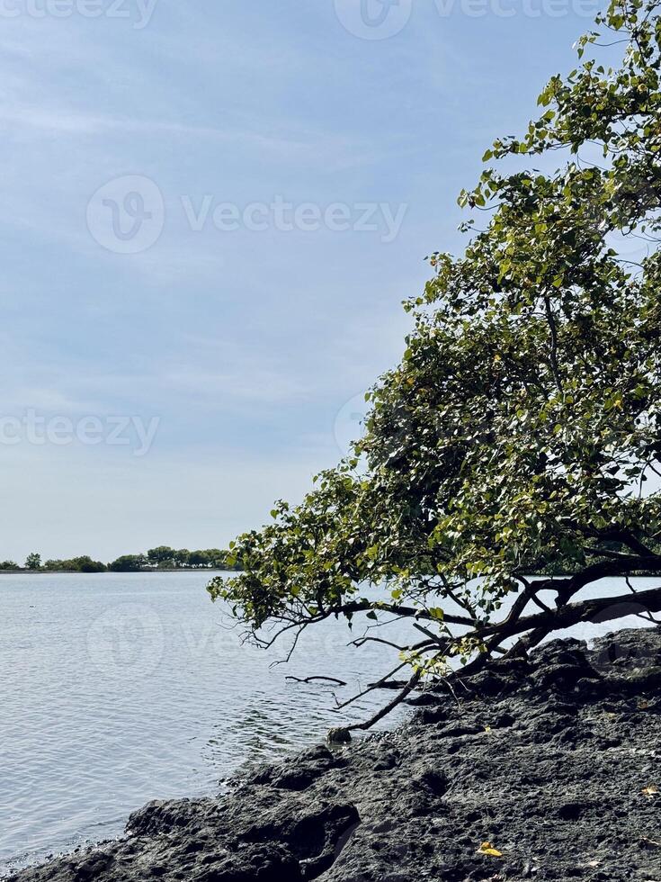 Serene Riverside Scene with Tree and Calm Waters. Baluran National Park, SItubondo, Indonesia photo