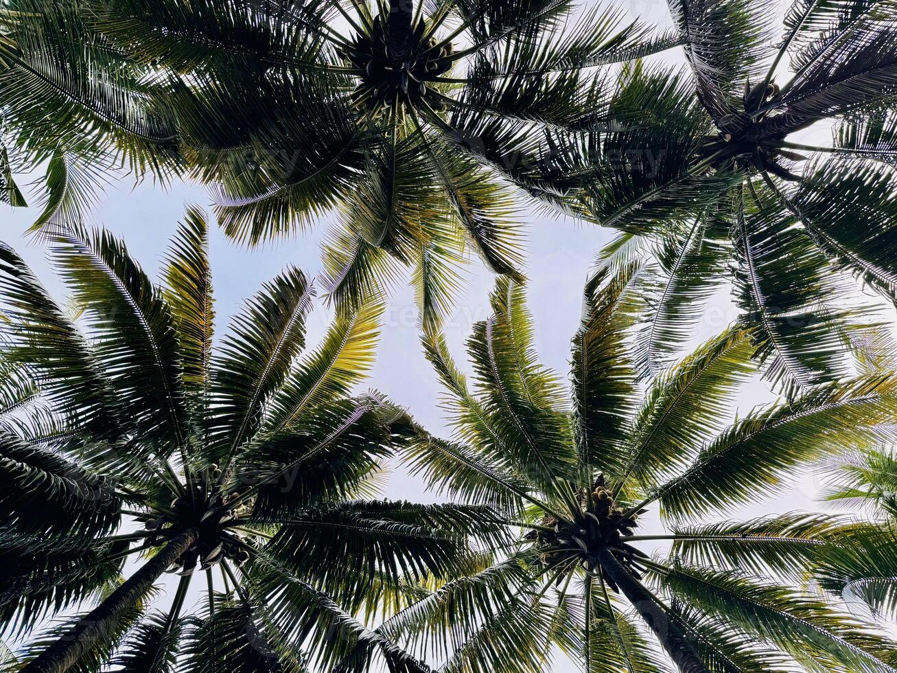 Palm Tree Canopy Against Clear Sky Tree Canopy Background photo
