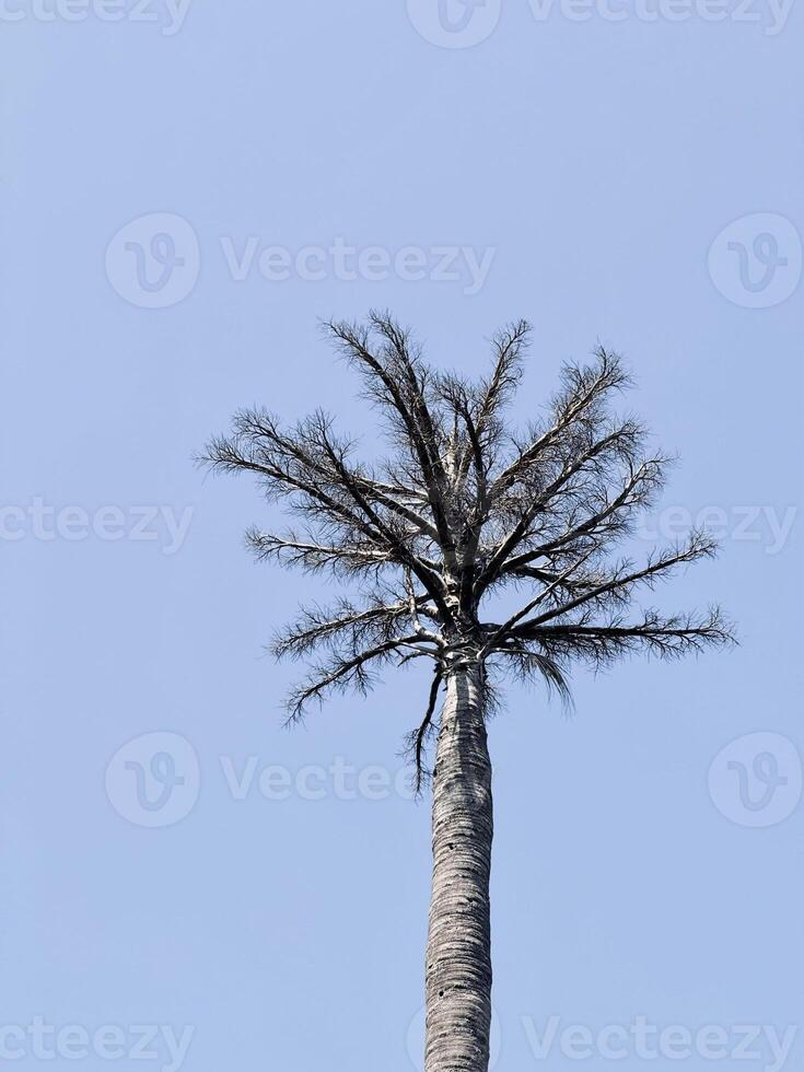 Leafless Palm Tree Against Blue Sky photo