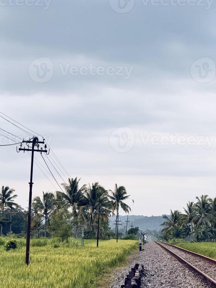 Railway Track Through Lush Fields and Palm Trees photo