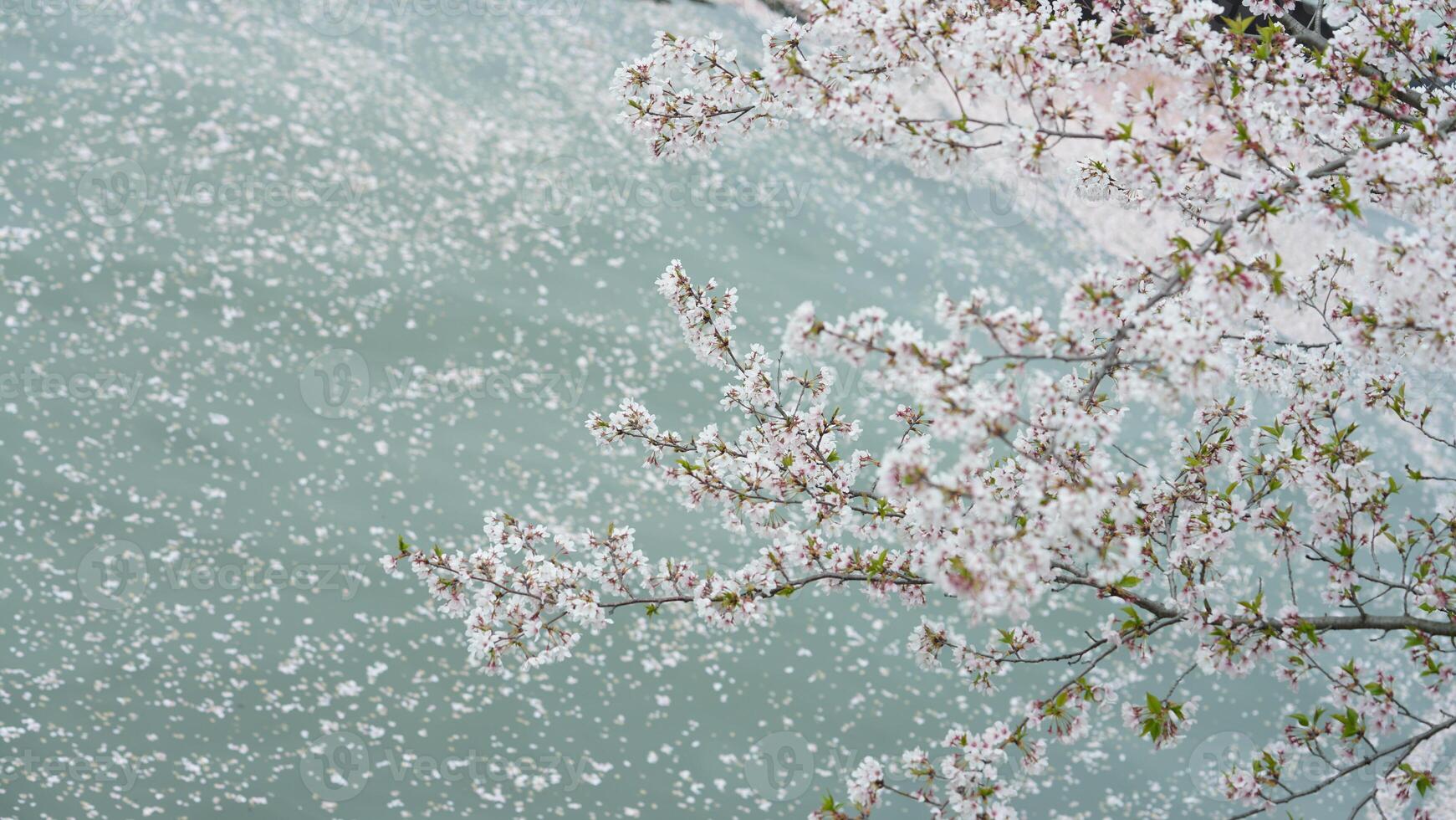 The beautiful white cherry flowers blooming in spring photo