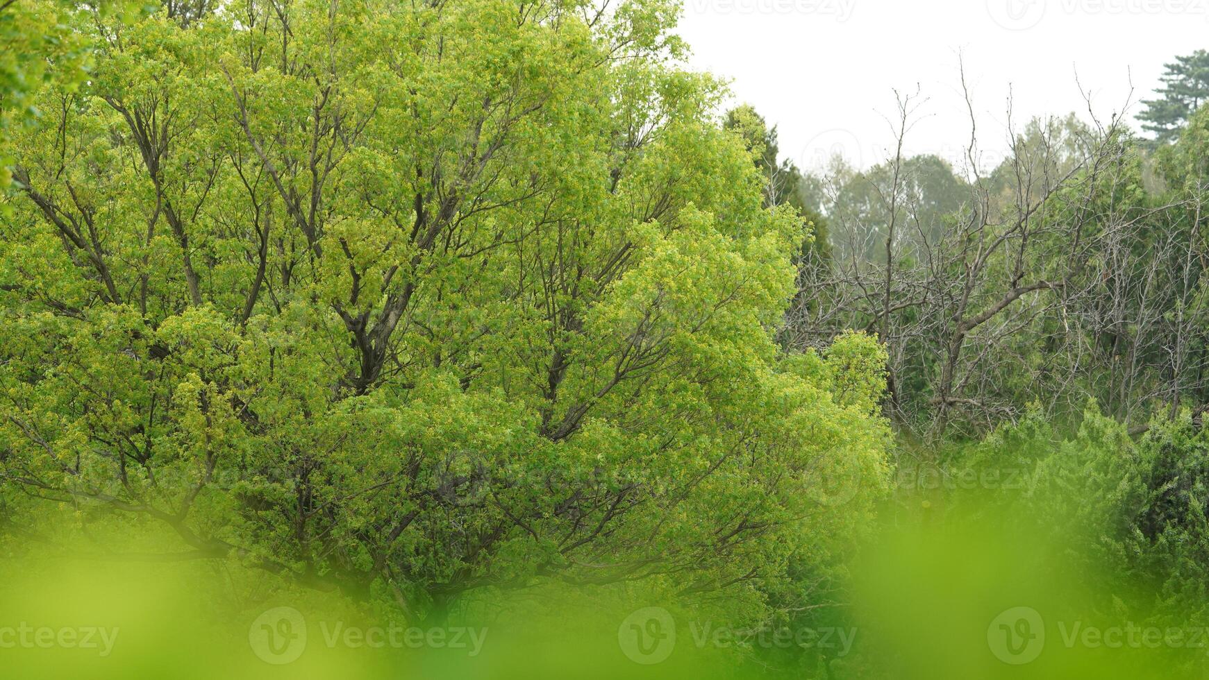 The fresh green leaves on the trees in spring photo
