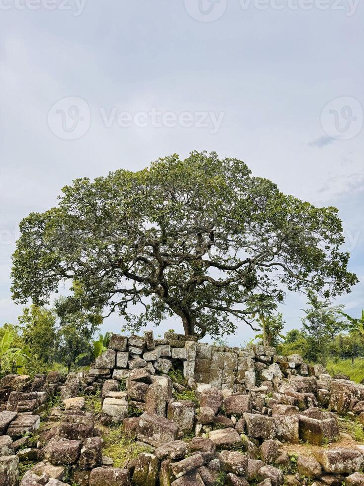 Majestic Tree on Stone Mound in Lush Landscape photo