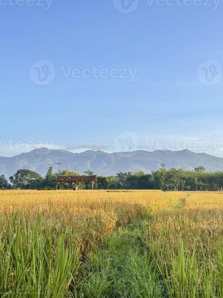 Golden Rice Fields with Distant Mountains photo