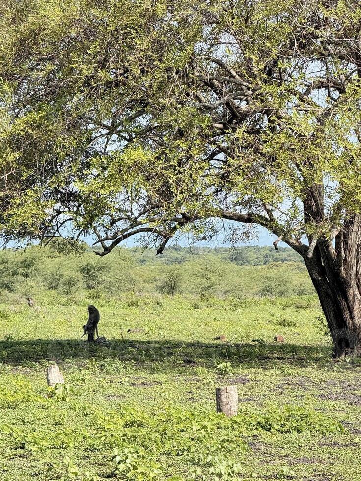 Serene Landscape with Tree and Distant Walker. Baluran National Park Situbondo. photo