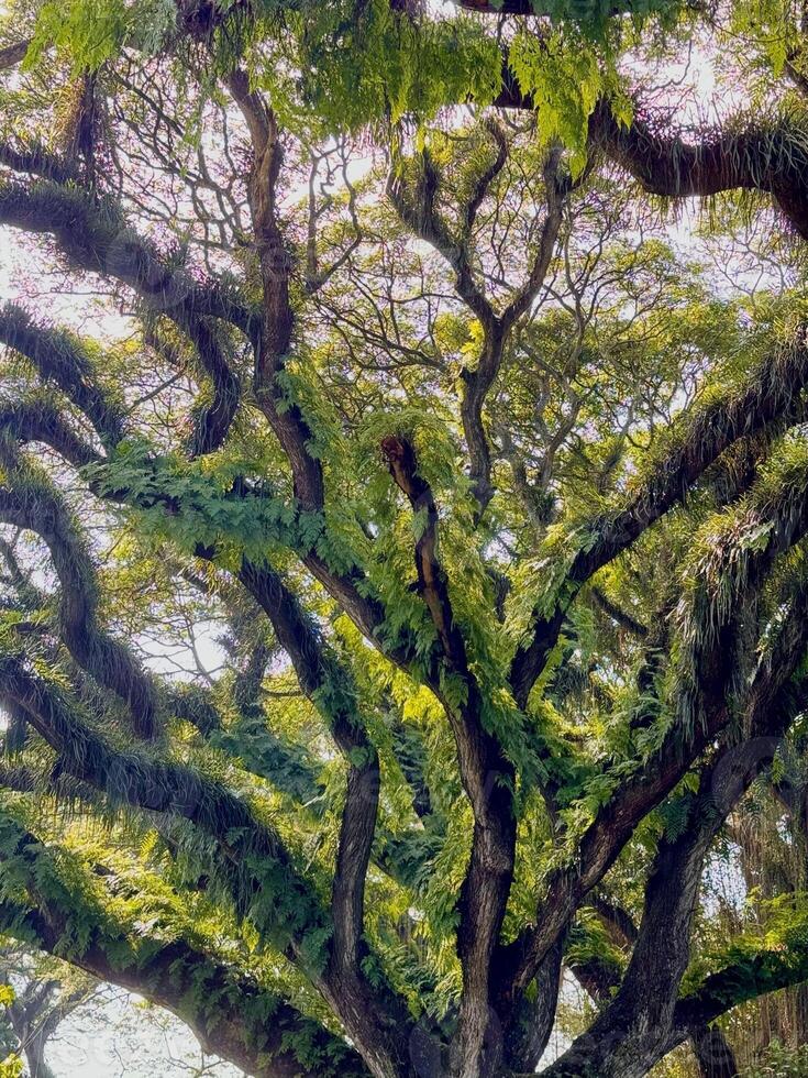 Tree with Fern-Covered Branches in Sunlight. De Djawatan Banyuwangi, Indonesia photo