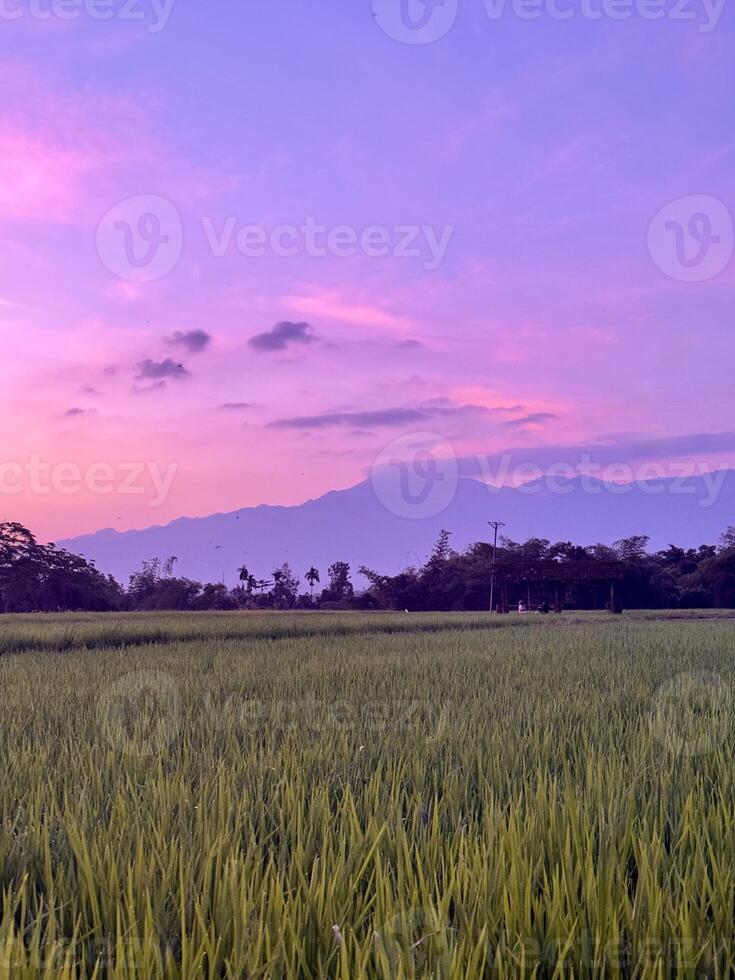 Idyllic Rice Field Landscape at Sunset with Greenery, Mountains, and Rural Hut in Tropical Countryside, Perfect for Agriculture, Nature photo