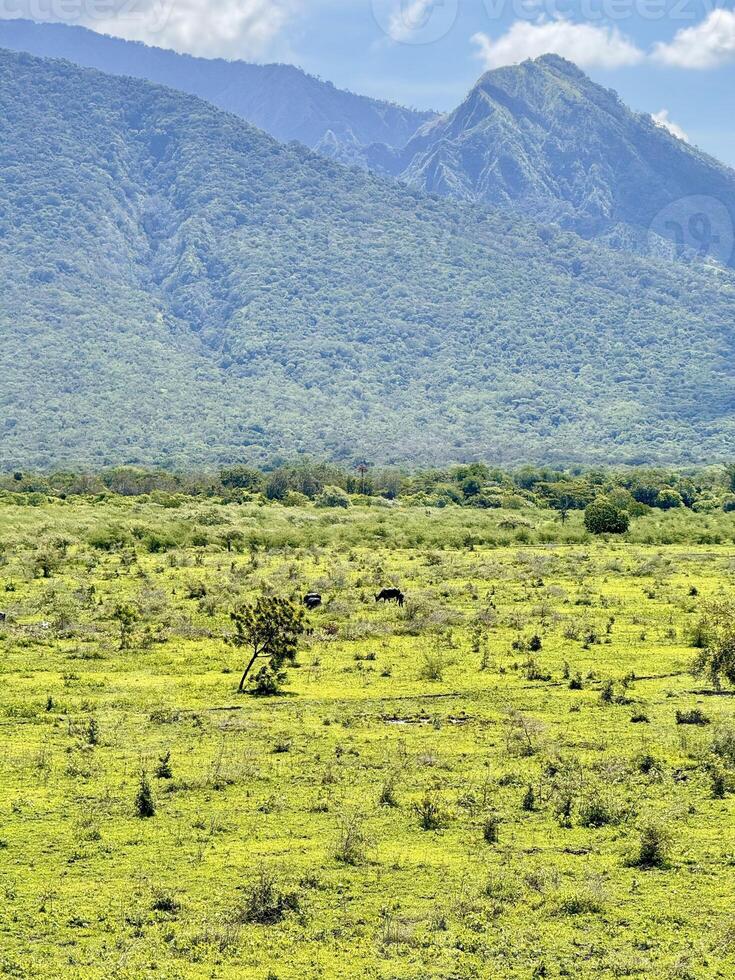 Green Savannah Landscape with Mountain and Clouds. Baluran National Park Situbondo. photo