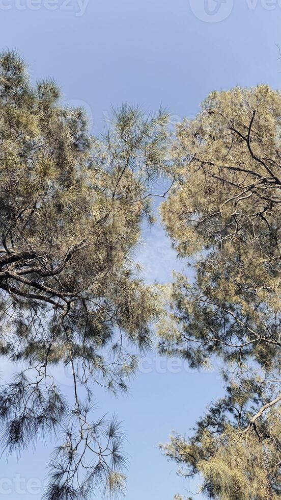 Serene Tree Canopy Under Blue Sky. Bromo National Park. photo