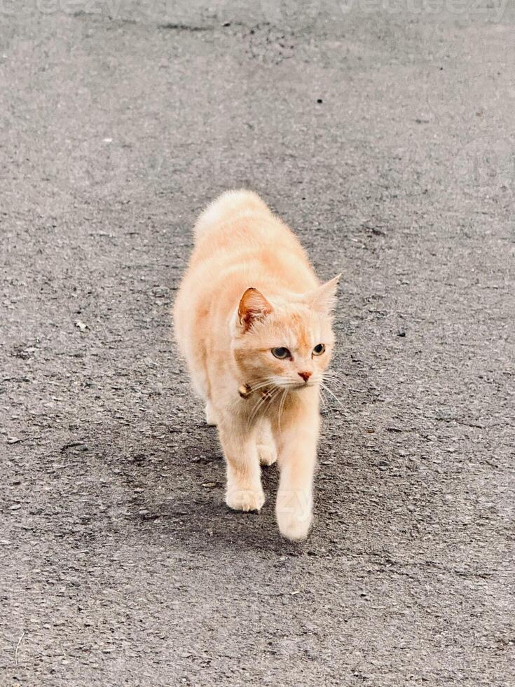 Ginger Cat Look Away on Rural Pathway with Golden Light and Countryside Ambiance photo