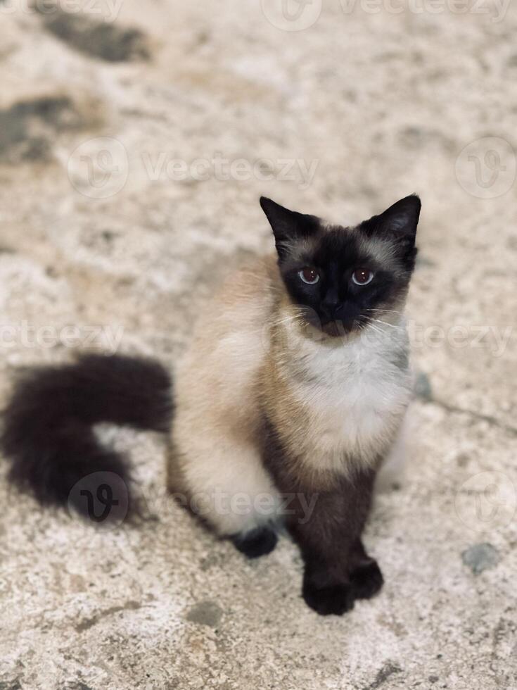 Curious Siamese Cat Sitting on Textured Surface photo