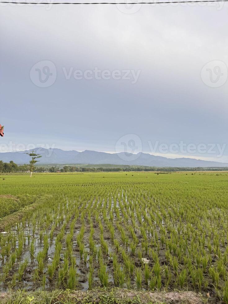 Lush Rice Field with Mountain View. Argopuro Mountain, Indonesia photo