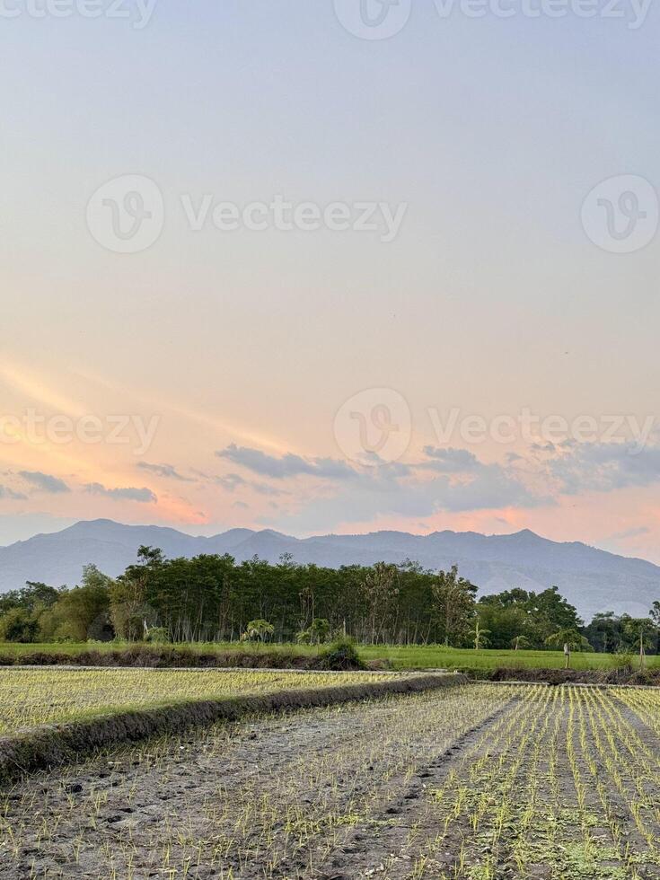 Serene Rice Fields at Sunset with Mountain View photo