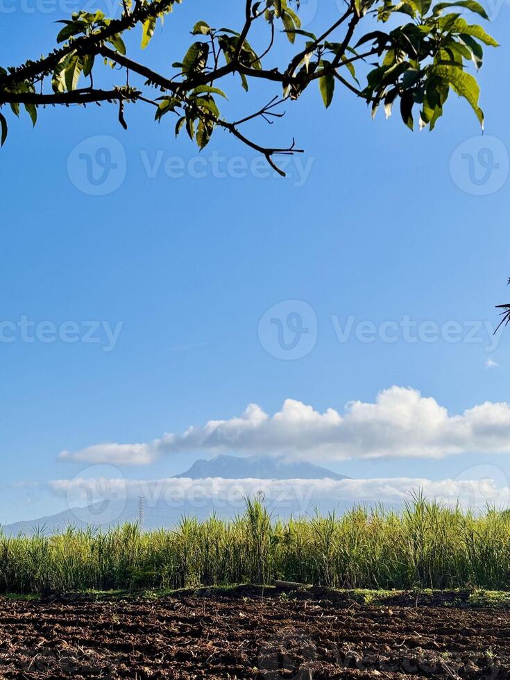 Scenic landscape of Mount Raung with clouds over its peak, surrounded by lush green sugarcane fields under a bright blue sky. Vibrant nature scenery photo