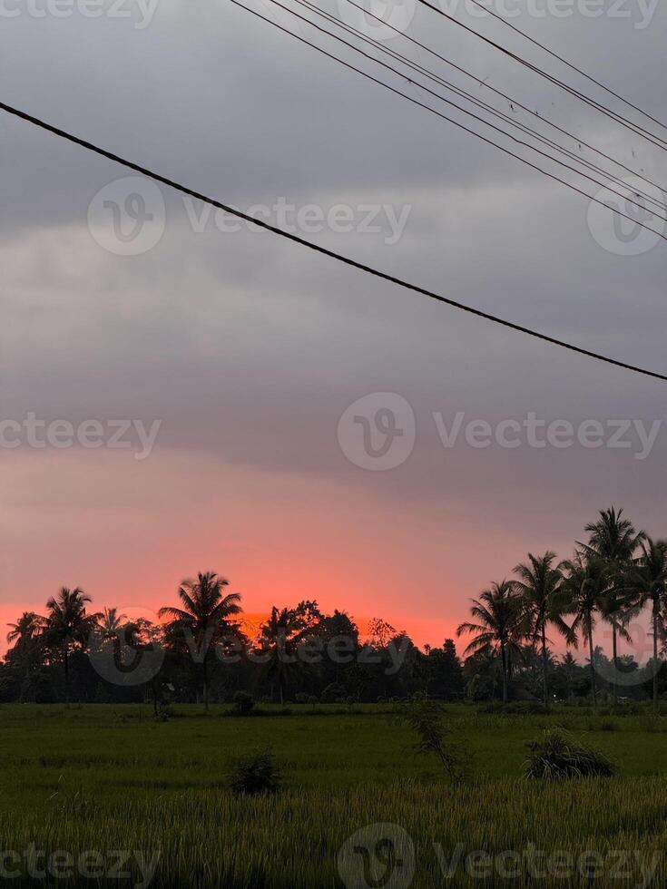 Sunset Over Lush Field with Palm Trees photo