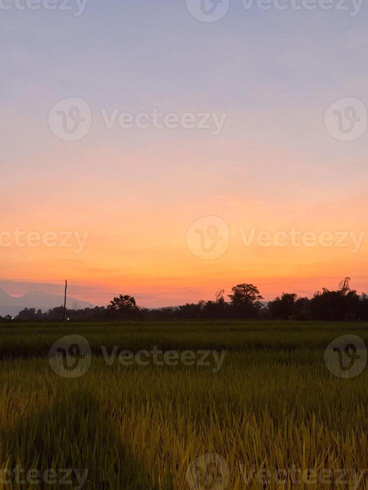 Breathtaking Sunset Over Lush Green Rice Fields with Silhouetted Trees and Colorful Sky in Rural Landscape, Capturing the Beauty of Nature and Agriculture at Dusk photo