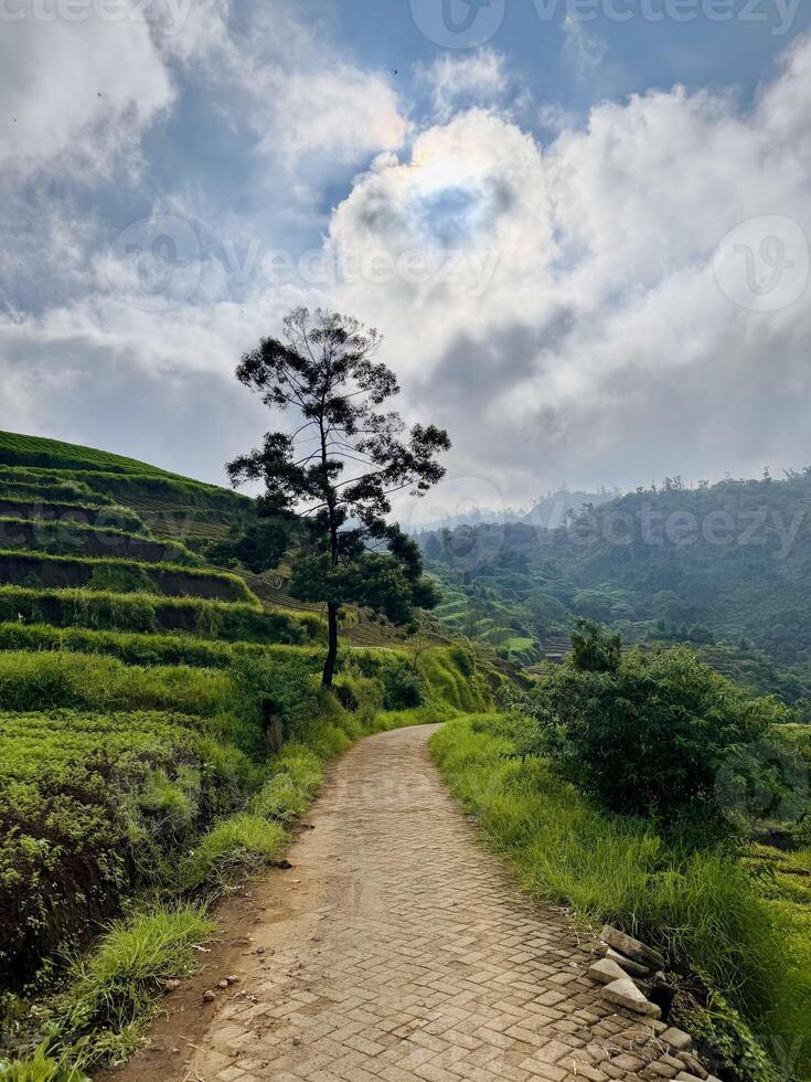 Winding Path Through Terraced Fields. Brakseng Cangar Batu. photo