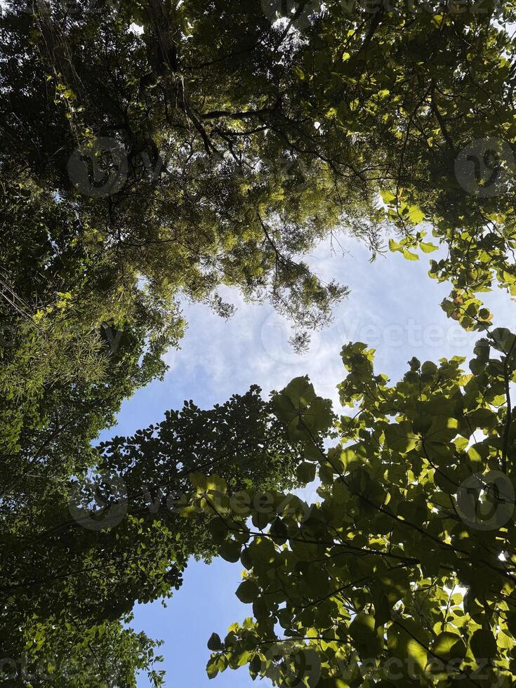 Looking Up Through a Tree Canopy. Tree Canopy photo