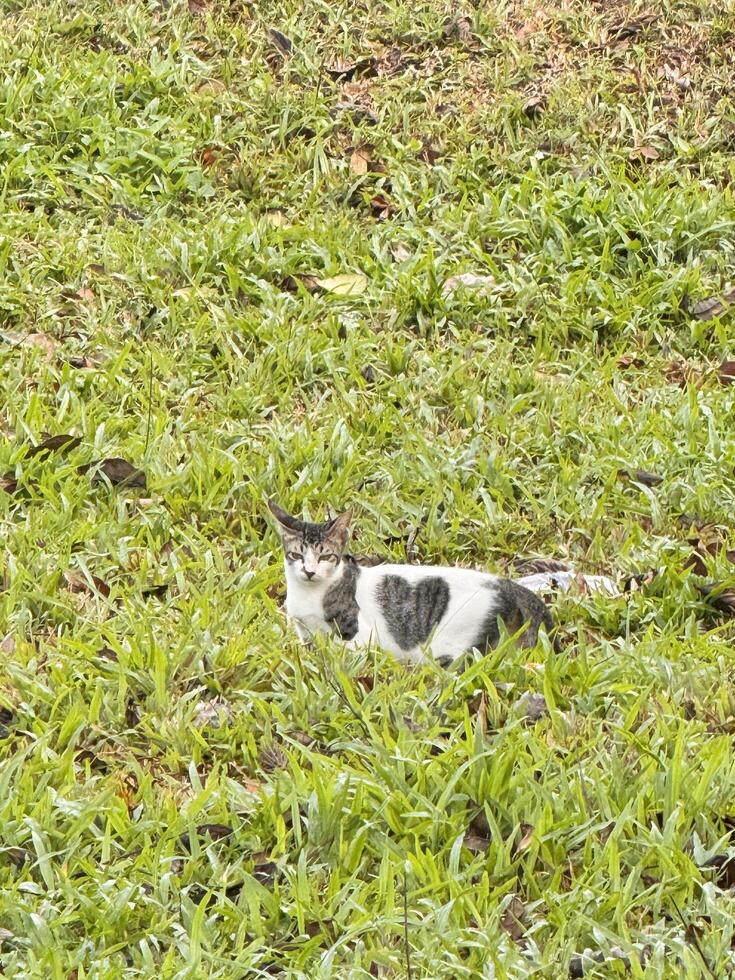 Cat Resting in a Grassy Field photo