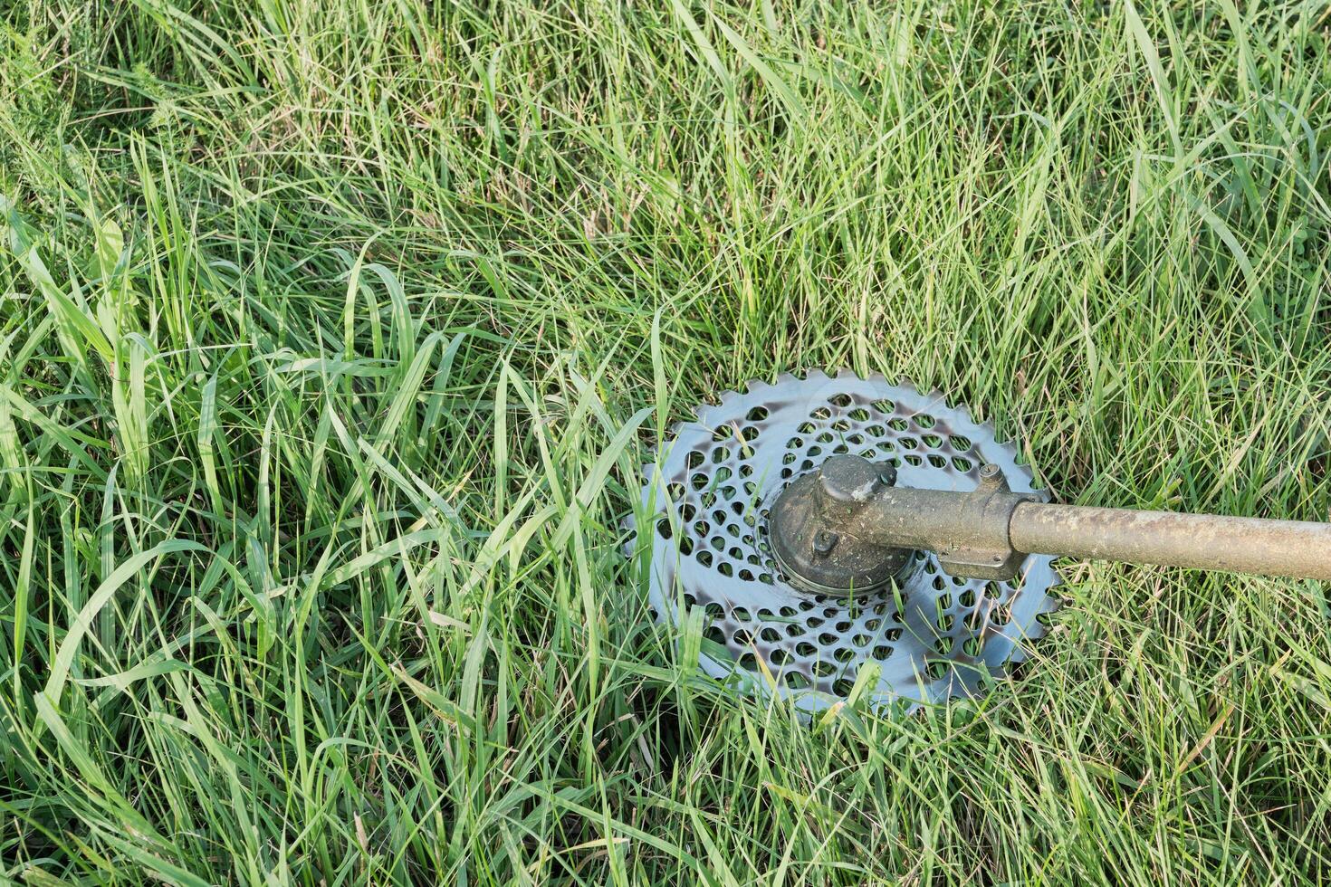 Trimmer disc against green grass background photo